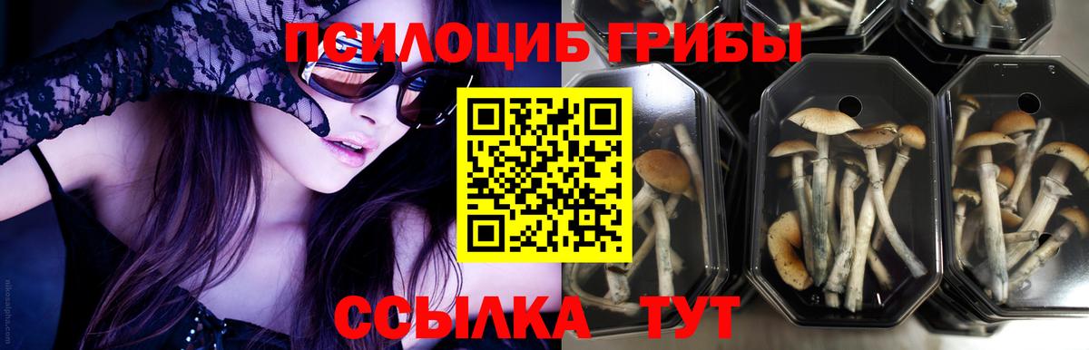 Москва  Псилоцибиновые грибы Psilocybine cubensis  Вход с VPN  Псилоцибиновые грибы мухоморы 
